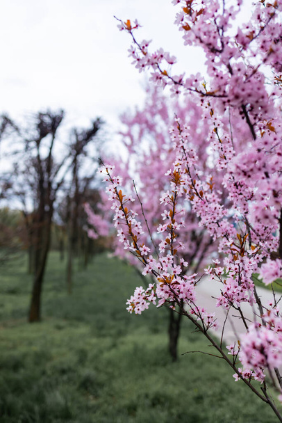 Επιλεκτική εστίαση των όμορφων κλαδιών του ροζ κεράσι σε ένα δέντρο, όμορφα λουλούδια sakura την άνοιξη στο πάρκο, υφή μοτίβο χλωρίδας, φυσικό φόντο λουλούδι. - Φωτογραφία, εικόνα