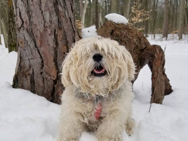 Close up of Smiling Cute Happy Adorable Shaggy Dog Long Fur Covering Eyes outside in Snowy Forest - Photo, Image