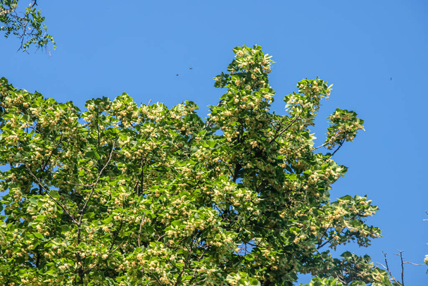 Güzel bir günbatımı gökyüzüne karşı büyük bir kireç ağacı. kireç ağacı çeşitli hastalıklar için doğal tedavi sağlar - Fotoğraf, Görsel