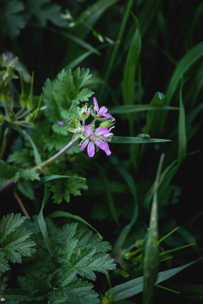 Wildflower in nature, scientific name; Erodium malacoides. Erodium malacoides, is a species of flowering plant in the geranium family (Mediterranean stork's bill). - Photo, Image