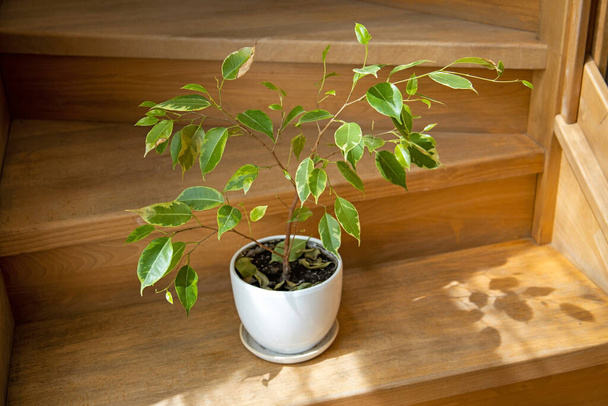 Young Ficus Benjamina. House plant. Indoor ficus benjamina plant in a pot on a wooden steps close-up. Ficus benjamina In the sunlight. Moraceae Family. - Zdjęcie, obraz