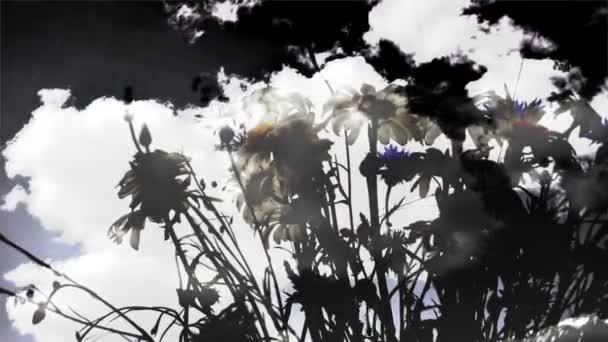 Полевые цветы и облака
 - Кадры, видео
