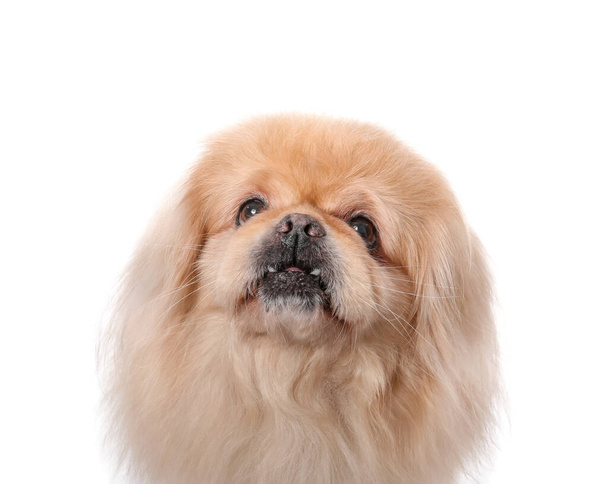 Carino cane pechinese su sfondo bianco - Foto, immagini