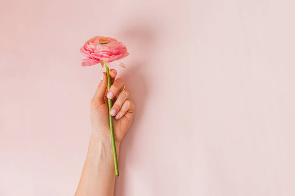 Female hand with nude nail polish holding a beautiful ranunculus flower over pastel pink background - Foto, imagen