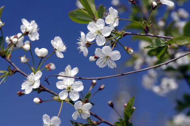 Cherry Blossom - Foto, Bild