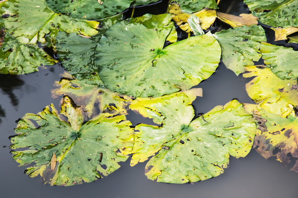 Зеленые водяные лилии в озере
 - Фото, изображение
