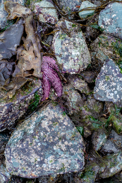 Purppura Ochre seastar on turvallisesti piilossa värikkäiden kivien välissä laskuveden aikaan Pipers Lagoon rannalla Vancouver Islandilla.. - Valokuva, kuva