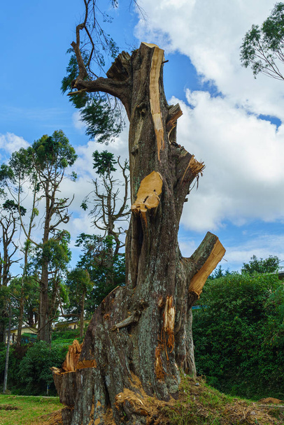 El tronco del árbol con las ramas cortadas. - Foto, imagen