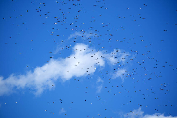 The flight of a flock of seagulls in the blue sky  - Фото, изображение