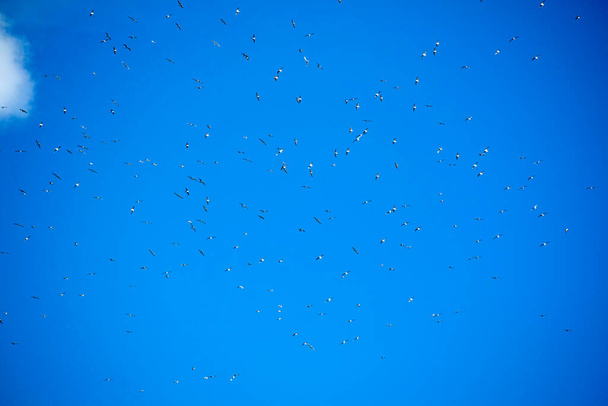 The flight of a flock of seagulls in the blue sky  - Фото, изображение