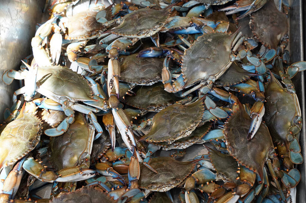 Crabe vivant frais dans un marché de fruits de mer à Washington, DC détail de - Photo, image