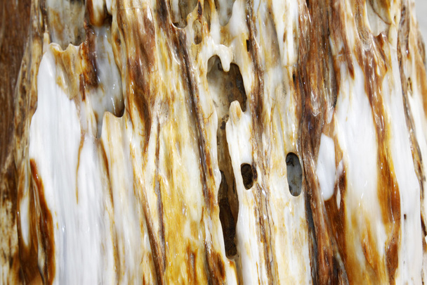 ağaç fosil doku  - Fotoğraf, Görsel