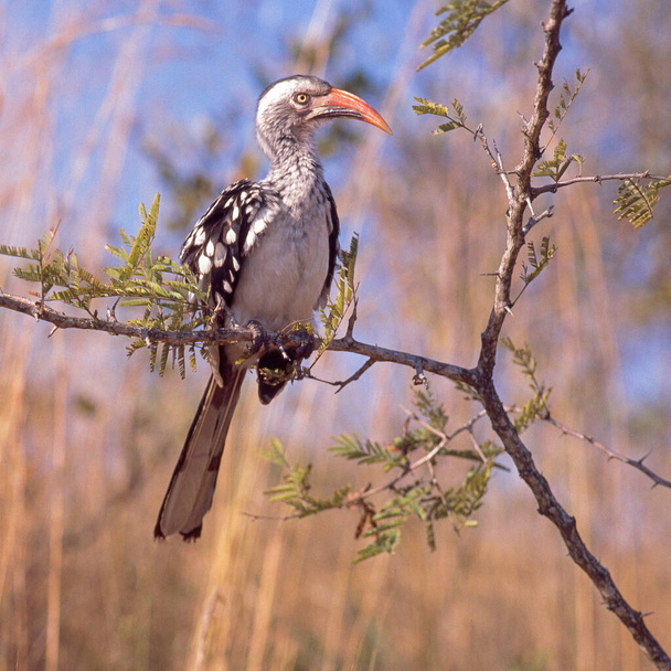 A Red-Billed Hornbill perched on a tree in the Kruger National Park in South Africa. - Photo, Image