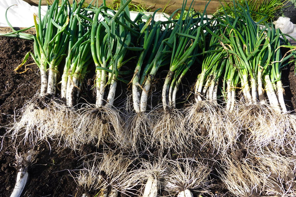 harvest and collection of Catalan onion or Calots in the family organic garden. - Foto, afbeelding