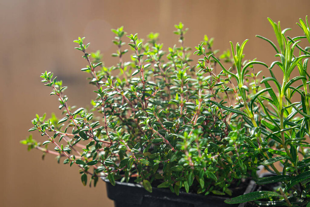 thyme in pot spice indoor plant  healthy food snack on the table copy space food background rustic top view - 写真・画像