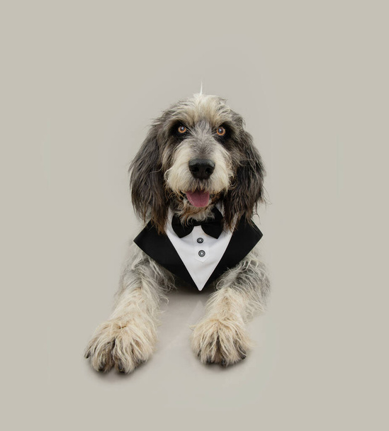 Portrait handsome adult Blue Gascony Griffon dog lying down and wearing tuxedo, celebrating valentine's day or birthday. Isolated on gray background.   - Foto, imagen