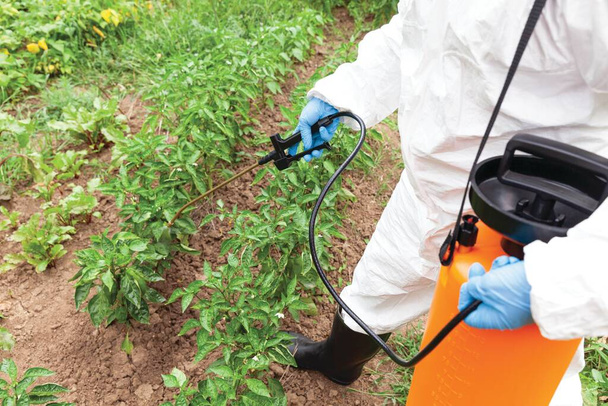 Herbicide spraying. Non-organic vegetables. - Fotó, kép