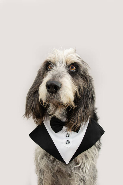 Profil gutaussehender erwachsener Blue Gascony Griffon Hund, der im Smoking wegschaut, Valentinstag, Karneval oder Geburtstag feiert. Vereinzelt auf grauem Hintergrund. - Foto, Bild