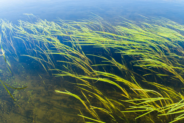 Plantas submarinas largas en un estanque bajo la superficie del agua. - Foto, Imagen