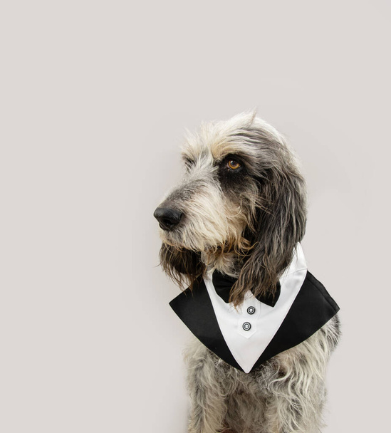 Porfile elegant Blue Gascony Griffon dog looking away. Isolated on gray background.  Valentine's day, carnival or birthday concept - Fotó, kép