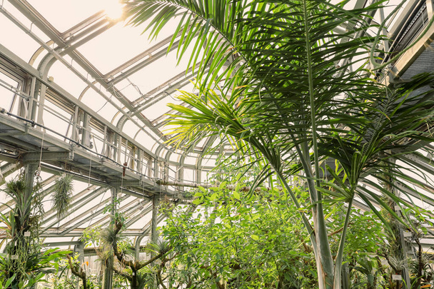 Inside tropical glasshouse pavilion of a botanic garden on a sunny day - Fotoğraf, Görsel