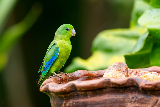 A Blue-winged Parrotlet also know as Tuim perched water foutain. Species Forpus xanthopterygius. Animal world. Bird lover. Birdwatching. Birding. The smallest parrot in Brazil. - Photo, Image