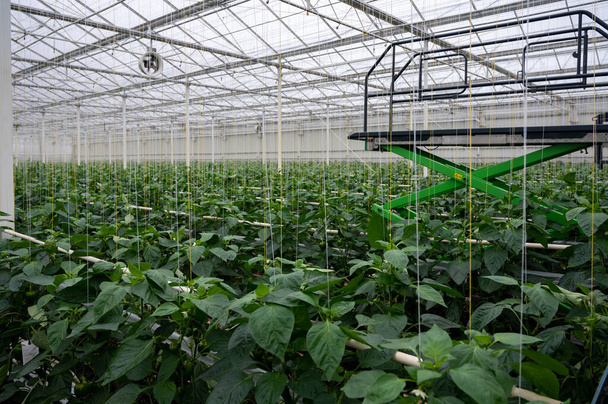 Velké zralé papriky, zelené papriky pěstované ve skleníku, biozemědělství v Nizozemsku - Fotografie, Obrázek