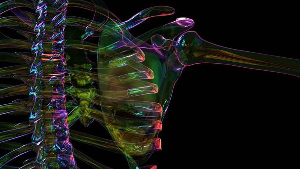 Anatomie du squelette humain pour le concept médical Illustration 3D - Photo, image