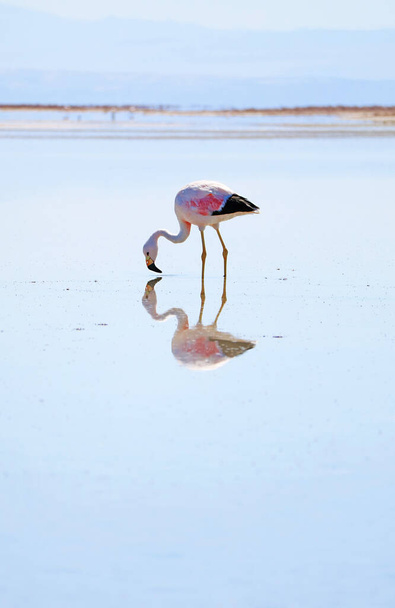Bellissimo Flamingo al pascolo nella laguna di Chaxa, parte del Salar de Atacama Salt Flat nella regione di Antofagasta, Cile settentrionale, Sud America - Foto, immagini