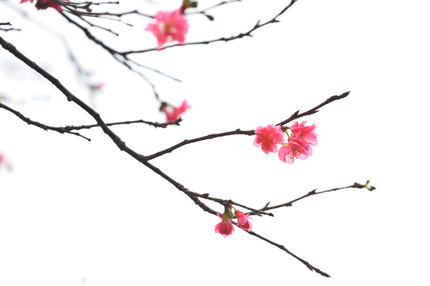 Sakura flores de cerezo japonesas
 - Foto, imagen