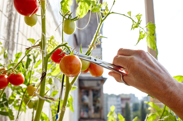 Men's hands harvests cuts the tomato plant with scissors. Farmer man gardening in home greenhouse - Valokuva, kuva