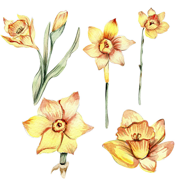 Narcissus, suluboya çiçek seti. Beyazın üzerine el çizimi illüstrasyon. Yaz sarısı bahçesi. Bebek partisi, doğum günü, pasta, bayram kutlama tasarımı, tebrik kartı, davetiye. - Fotoğraf, Görsel