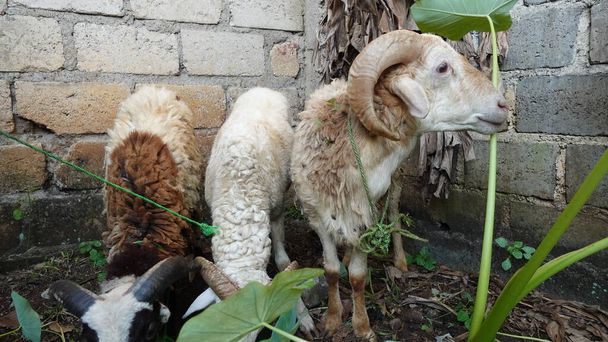 ヤギと農場だ。毎年、イスラム教徒は宗教的信念を満たすために、ヤギは犠牲動物の市場で販売のために提供されています - 写真・画像