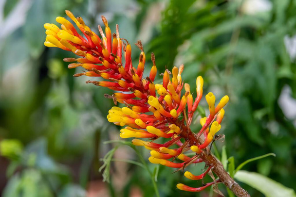 Close up of an aechmea winkleri flower in bloom - Photo, Image