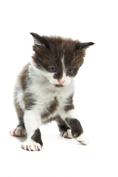 Little fluffy kitten tentatively trying to stand on small paws and walk forward on white background. - Foto, Imagem