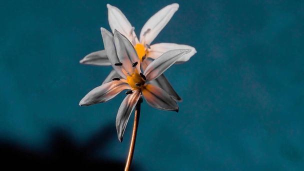 Cebulka syberyjska, scylla syberyjska, niebieski kwiat kwitnący w marcu i kwietniu. - Zdjęcie, obraz