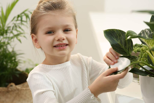 Cute little girl wiping plant's leaves with cotton pad at home. House decor - Valokuva, kuva