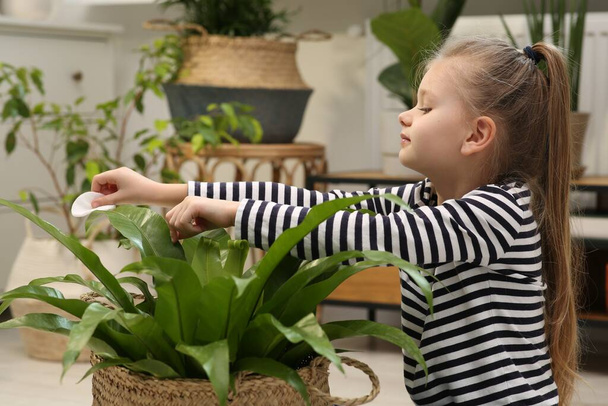 Cute girl wiping plant's leaves with cotton pad at home. House decor - 写真・画像