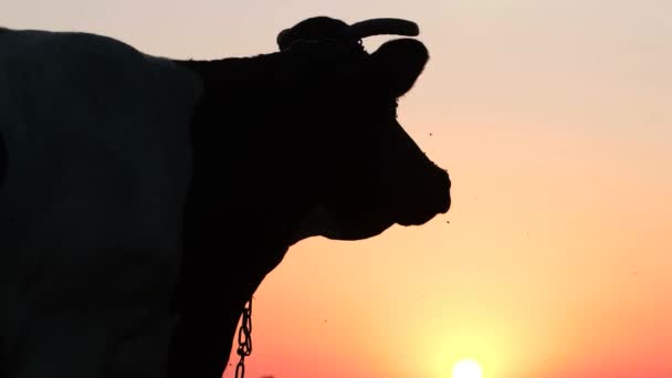 Silhouet van het hoofd van een gehoornde koe tegen de achtergrond van de zonsondergang. Een palet van rode kleuren in de natuur. Dieren en natuur - Video