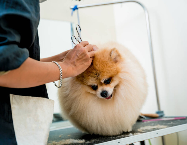 Groomer cleans s Pomeranian dog ears at grooming salon - Fotó, kép