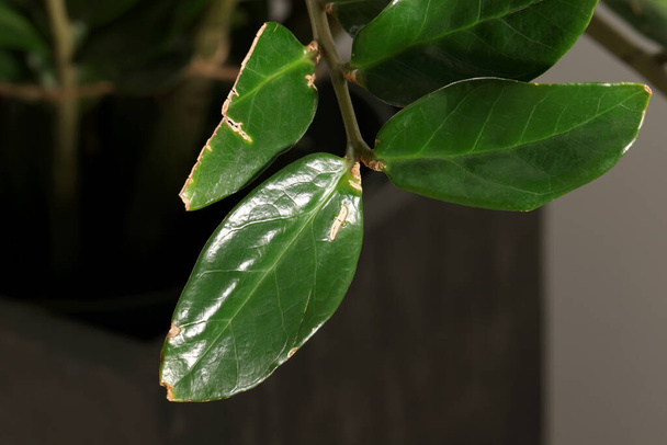 Potted houseplant with damaged leaves indoors, closeup - Фото, зображення