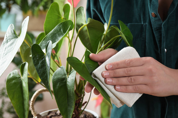 Woman wiping houseplant's leaves with cloth indoors, closeup - Foto, afbeelding