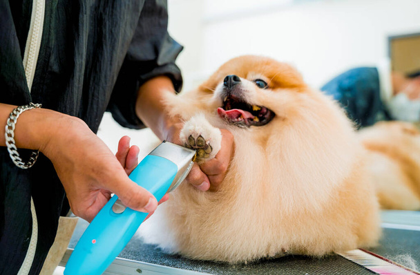 Groomer polishing claws a Pomeranian dog at grooming salon. - Foto, imagen