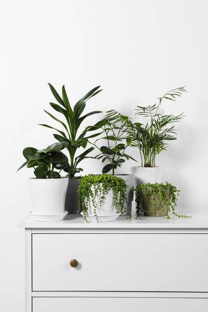Beautiful green potted houseplants on white chest of drawers indoors - Valokuva, kuva