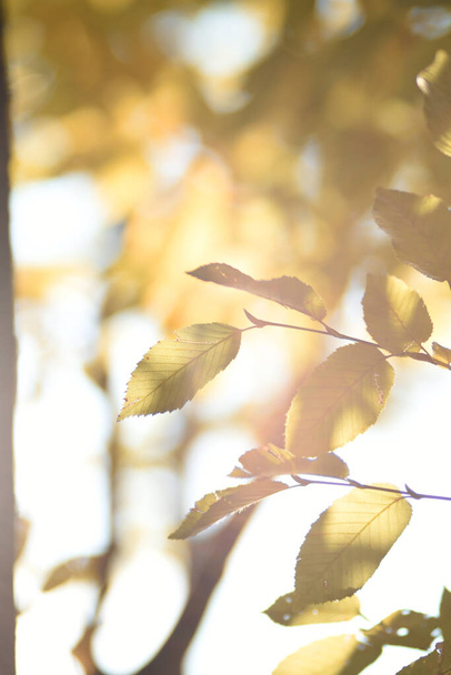 ambiance automnale avec des feuilles jaunes sur les arbres avec fond bleu ciel - Photo, image