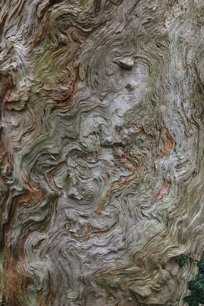 Ствол дерева показывает необычное крутящееся древесное зерно с пространством для копирования. Высокое качество фото - Фото, изображение