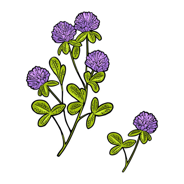Branch of red clover. Vector engraving vintage color illustration. Isolated on white background. - Vector, imagen