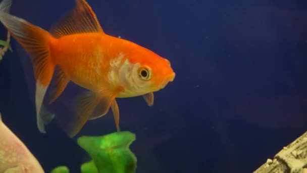 Peces naranjas nadando en el acuario - Imágenes, Vídeo
