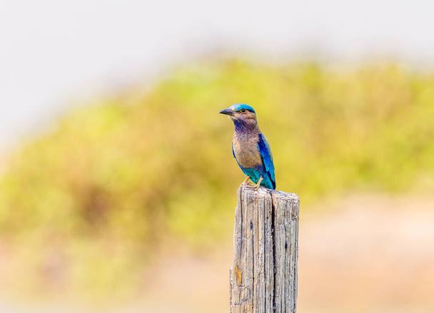 An Indochinese Roller perched on a stump in Cambodia - Photo, Image
