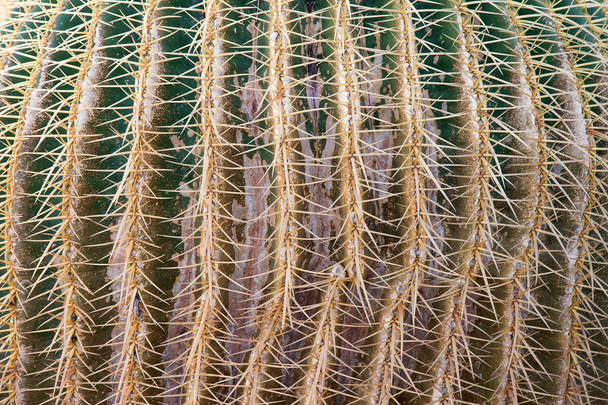 Pohled na detail kaktus textury. - Fotografie, Obrázek